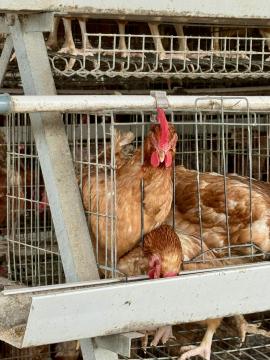 Daisy Farms Limited, Asaba-Delta